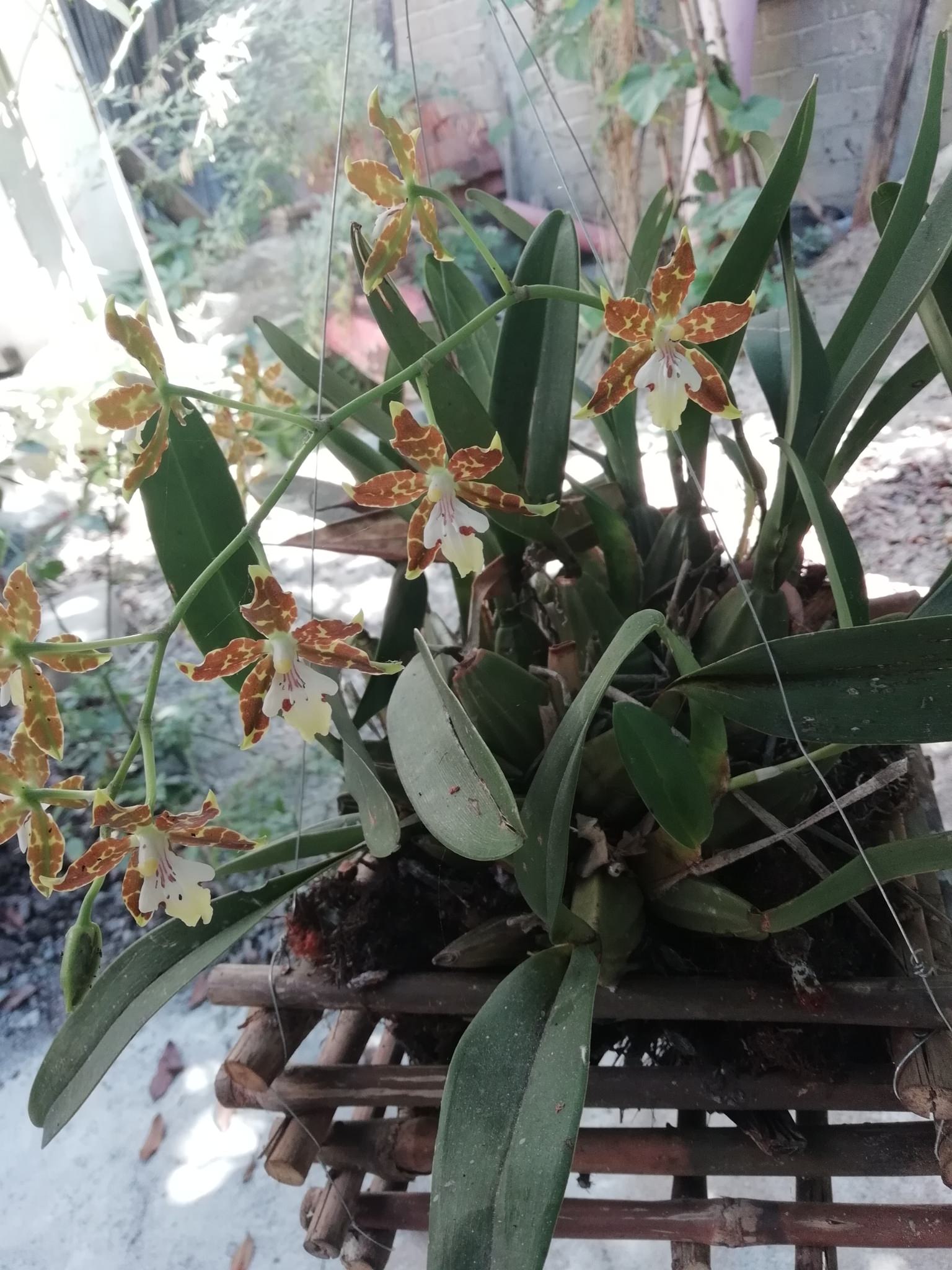 Oncidium maculatum